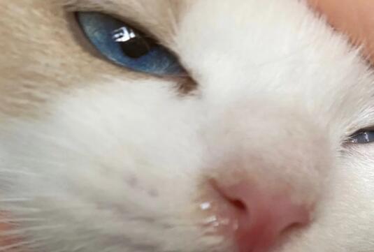 小猫打喷嚏是猫鼻支吗？