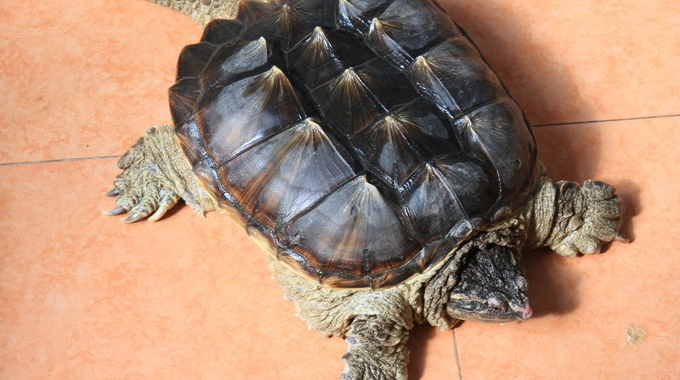 北美拟鳄龟肺炎速治指南：从急救到康复