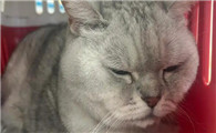 猫吐的像屎是怎么回事