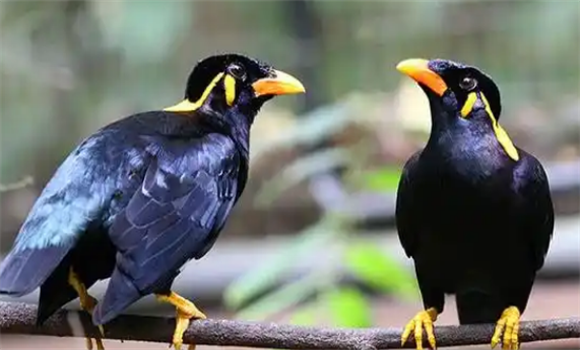 新手养鹩哥要注意哪些问题？你们一定要知道！！