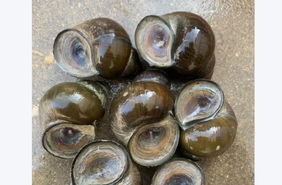 田螺怎么吃哪些部位不能吃