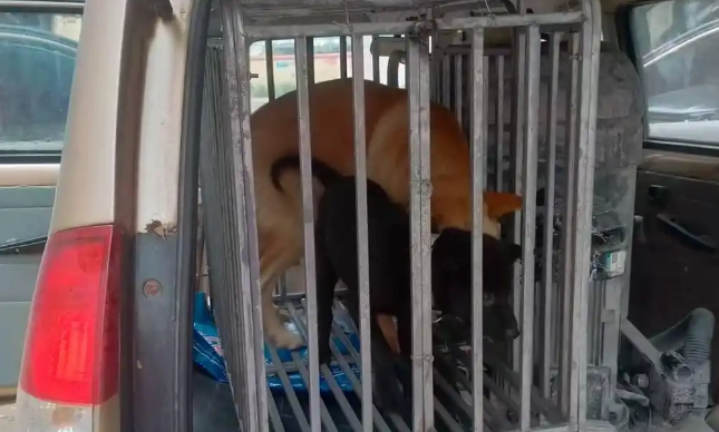 托运途中宠物狗丢失 商家拒赔称司机遭狗咬伤 托运途中宠物狗丢失 商家拒赔称司机遭狗咬伤