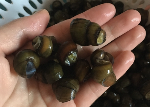 田螺的青苔怎么才快清干净