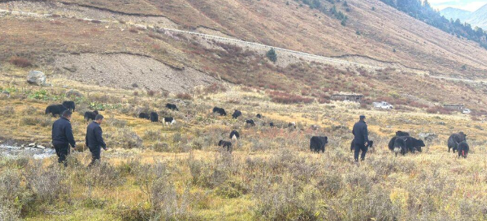 5000余头牦牛“组团”迁徙 德格公安护航牧民转场 5000余头牦牛“组团”迁徙 德格公安护航牧民转场