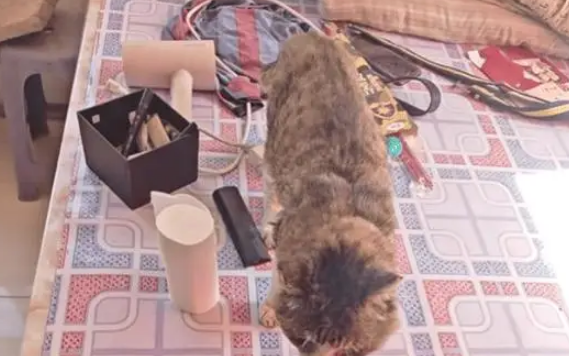 男子分享23岁老猫的生活日常,能吃能睡非常乖巧 男子分享23岁老猫的生活日常,能吃能睡非常乖巧