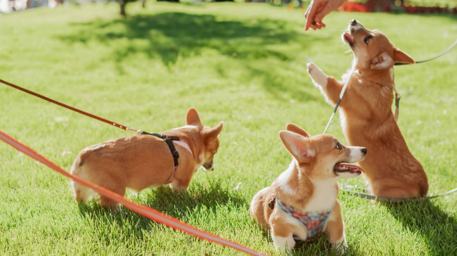 万亿“它经济”催生消费新场景 广州首个人宠共融生态空间开业