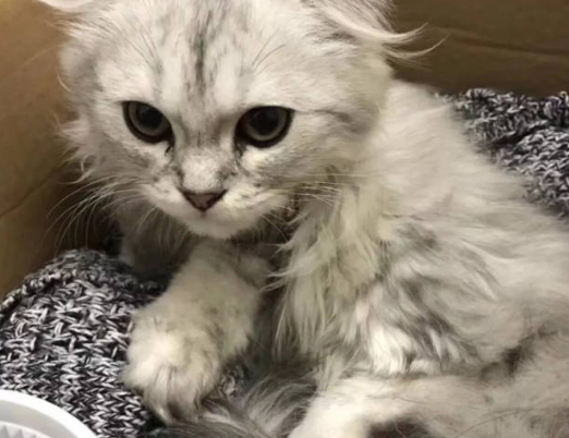 猫的鼻子变得黑黑是怎么回事? 猫的鼻子变得黑黑是怎么回事?
