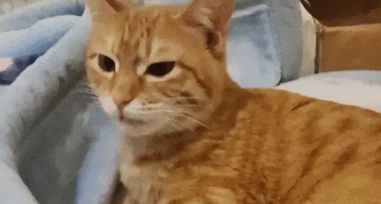 猫妈带娃也看颜值,丑娃全丢给铲屎官,家庭“帝”位一目了然 猫妈带娃也看颜值,丑娃全丢给铲屎官,家庭“帝”位一目了然