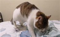 如何预防幼猫猫瘟？