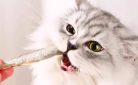 猫咪冻干零食推荐蓓特斯冻干多春鱼,一口酥脆,营养满分
