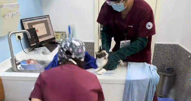 猫咪绝育前上蹿下跳，根本捉不住，像火锅里狡猾的宽粉 