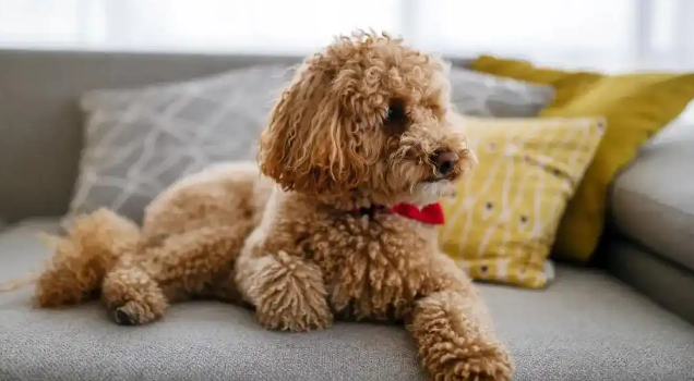 狗狗运动后呼吸急促难平复该注意什么