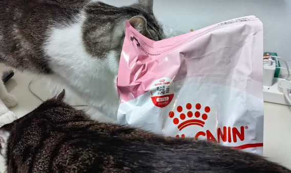 2025幼猫猫粮哪个品牌的好?皇家猫粮,幼猫的营养守护王牌 2025幼猫猫粮哪个品牌的好?皇家猫粮,幼猫的营养守护王牌