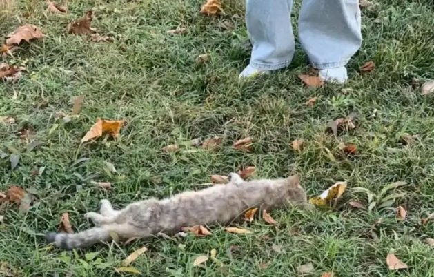 网友称石家庄一高校流浪猫疑似遭“投毒”身亡,校方否认:猫有外力伤,正调查并征集相关线索 网友称石家庄一高校流浪猫疑似遭“投毒”身亡,校方否认:猫有外力伤,正调查并征集相关线索