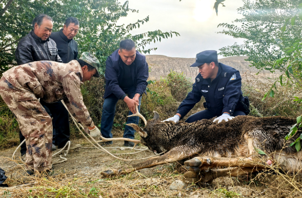 高台警民携手成功救助一只国家二级保护动物马鹿 高台警民携手成功救助一只国家二级保护动物马鹿