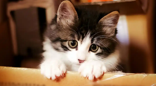 猫咪乱尿是尿路感染的常见现象吗