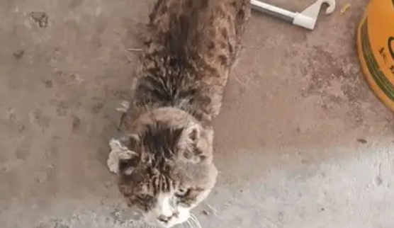 男子分享23岁老猫的生活日常,能吃能睡非常乖巧 男子分享23岁老猫的生活日常,能吃能睡非常乖巧