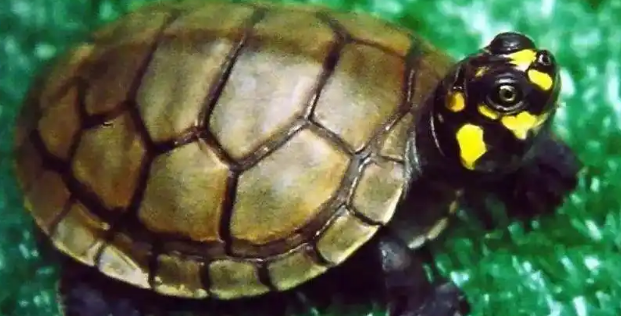 黄头侧颈龟换水全攻略:避开误区护健康 黄头侧颈龟换水全攻略:避开误区护健康