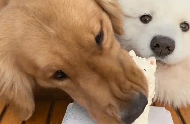 萨摩耶过生日,被金毛抢了蛋糕。一看就知道谁是灵珠谁是魔丸 萨摩耶过生日,被金毛抢了蛋糕。一看就知道谁是灵珠谁是魔丸