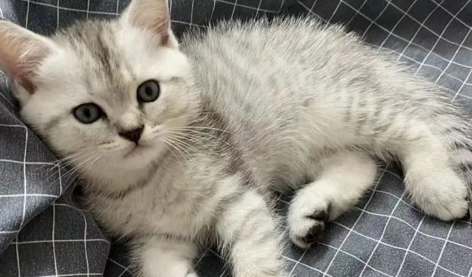 猫咪皮肤瘙痒掉毛是皮肤病吗 猫咪皮肤瘙痒掉毛是皮肤病吗