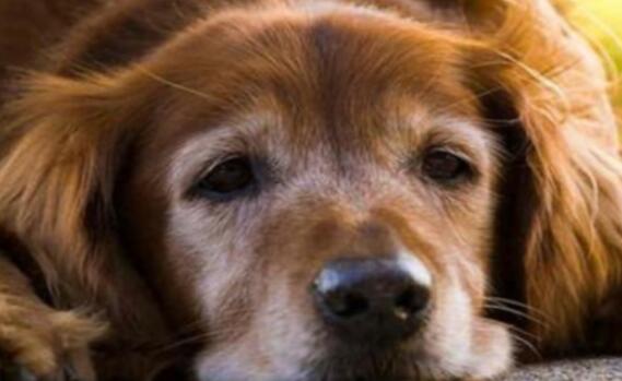老年犬肝病早期症状? 老年犬肝病早期症状?