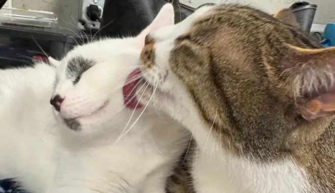 奶萌小猫治愈孤独老猫，这跨越年龄的爱，温暖了整个收容所