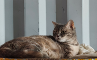 怀孕的猫咪拉肚子正常吗吃什么药