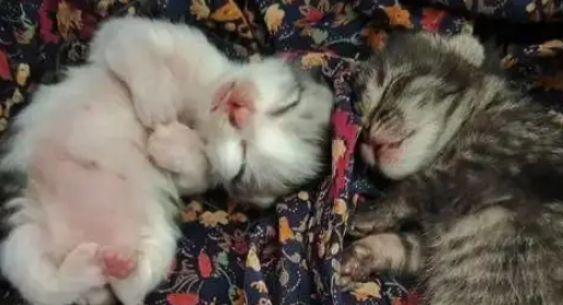 忘关车窗喜提流浪猫一家,厌猫车主立马心软,暖心安置被赞爆 忘关车窗喜提流浪猫一家,厌猫车主立马心软,暖心安置被赞爆