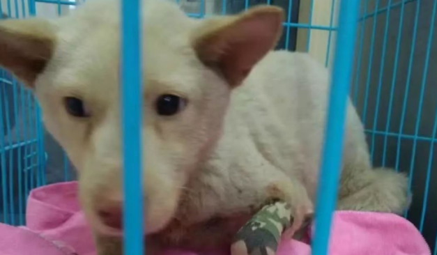 路遇三条腿流浪狗，网友竟然做了这事