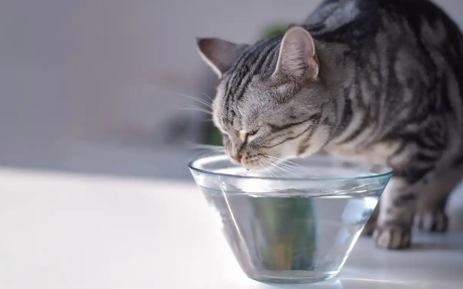 猫不爱喝水怎么办 猫不爱喝水怎么办
