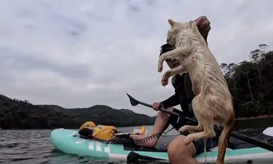 广东一水库边被放生大量猫,多只猫受惊落水,警方称将追查放生者 广东一水库边被放生大量猫,多只猫受惊落水,警方称将追查放生者