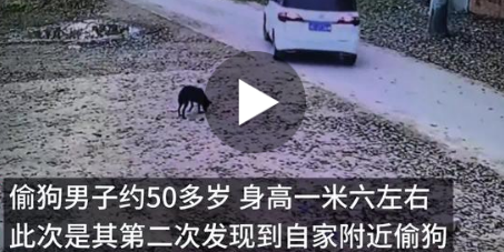 男子驾驶套牌车屡次进村偷狗,狗主人当场发现喝斥驱离 男子驾驶套牌车屡次进村偷狗,狗主人当场发现喝斥驱离