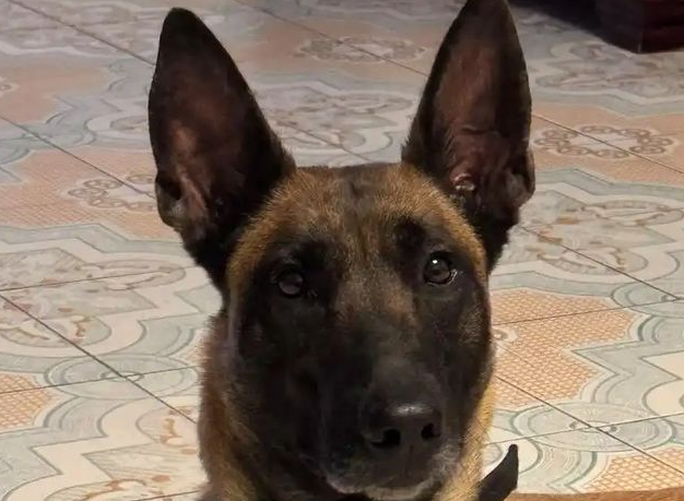 未拴绳柯基挑衅拴绳马犬,被咬后主人暴起,怒砸20分钟 未拴绳柯基挑衅拴绳马犬,被咬后主人暴起,怒砸20分钟