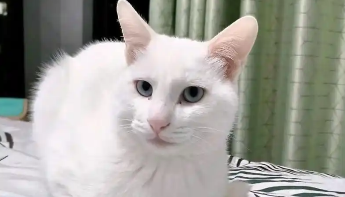 猫咪眼睛红肿流泪是结膜炎吗 猫咪眼睛红肿流泪是结膜炎吗
