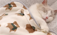猫咪毛毯品牌推荐：星舵给猫咪冬日暖阳般的温柔守护