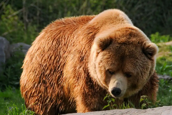 熊影笼罩的秋日:日本宠物犬接连殒命,人熊边界早已模糊 熊影笼罩的秋日:日本宠物犬接连殒命,人熊边界早已模糊