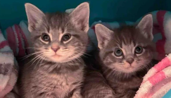 感恩节前夕,两只小流浪猫被爱拯救,化身天使开启幸福喵生 感恩节前夕,两只小流浪猫被爱拯救,化身天使开启幸福喵生