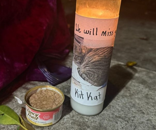 一只猫的死亡，让谷歌自动驾驶公司Waymo陷入公关危机