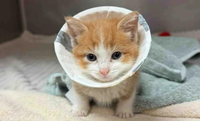 被亲猫妈抛弃，小小三脚猫逆天改命，萌翻全场