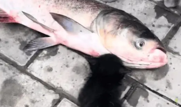 小姐姐钓了一条大鱼给小奶猫吃，小猫有点懵逼又幸福