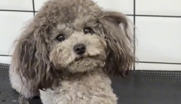 狗子上下打量了店员,并翻了个白眼。狗:你什么身份?也配伺候我 狗子上下打量了店员,并翻了个白眼。狗:你什么身份?也配伺候我