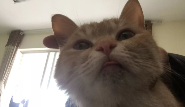 家猫瞬间怂得隐身,铲屎官找猫怒了 家猫瞬间怂得隐身,铲屎官找猫怒了