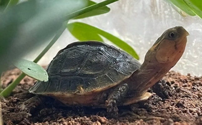 黄缘闭壳龟，喜欢散养还是土养？