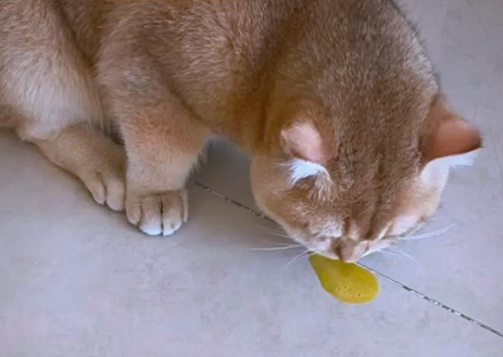猫咪吐黄水带血怎么办吃什么药