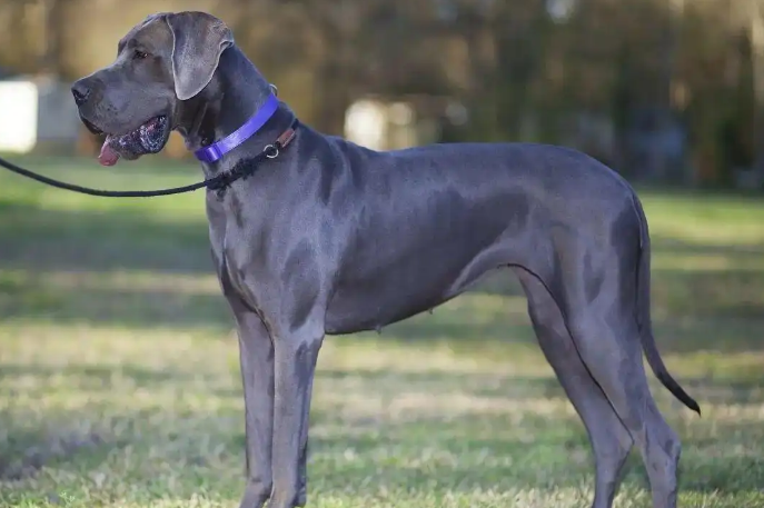 大丹犬的起源、特征与饲养指南 大丹犬的起源、特征与饲养指南