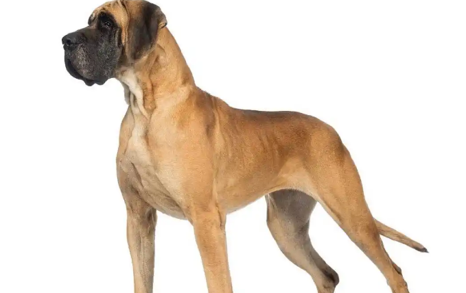 大丹犬:来自童话王国的“随和巨人” 大丹犬:来自童话王国的“随和巨人”