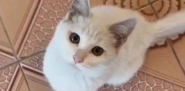 他丢弃的猫抓板,却被流浪猫当成珍宝,用执着赌赢了余生幸福 他丢弃的猫抓板,却被流浪猫当成珍宝,用执着赌赢了余生幸福