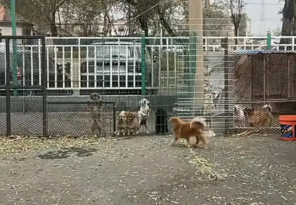 辽宁一汽车4S店养了50余只流浪猫狗,工作人员称老板已收养动物十多年 辽宁一汽车4S店养了50余只流浪猫狗,工作人员称老板已收养动物十多年