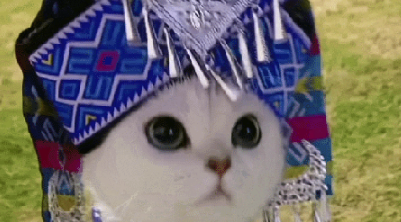 穿壮族服饰的猫撬动千万曝光!宠物跨境爆款背后的文化密码 穿壮族服饰的猫撬动千万曝光!宠物跨境爆款背后的文化密码