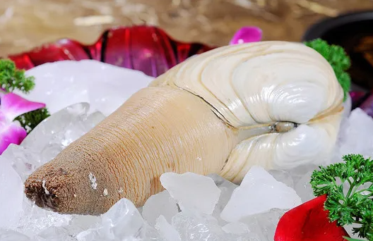 象拔蚌长得像什么